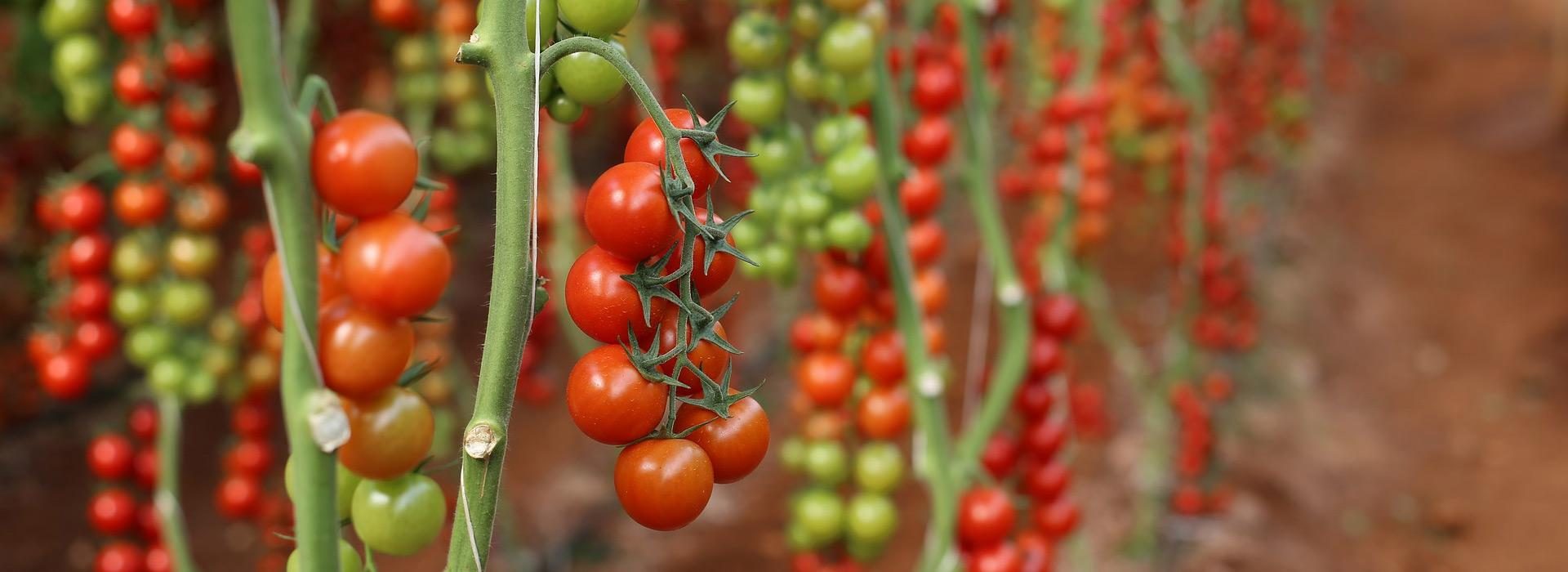 Agro Background